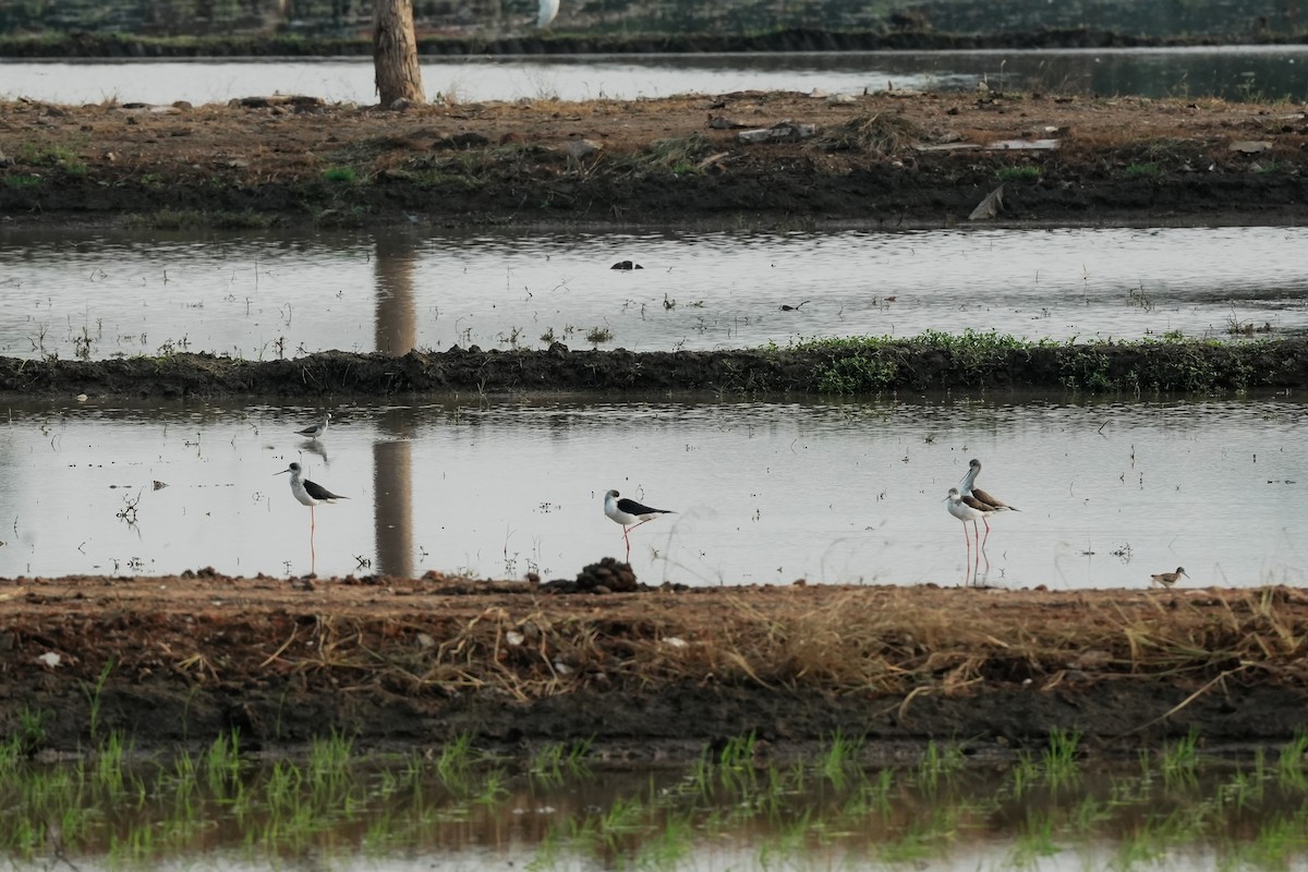 高蹺鴴 - ML645511032