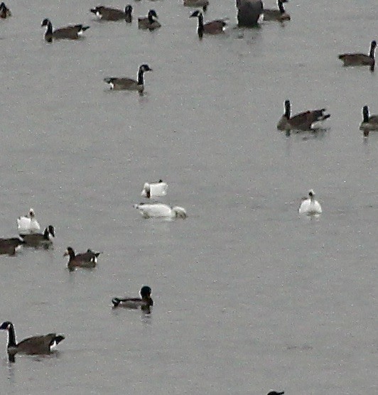 Oca delle nevi - ML645511033