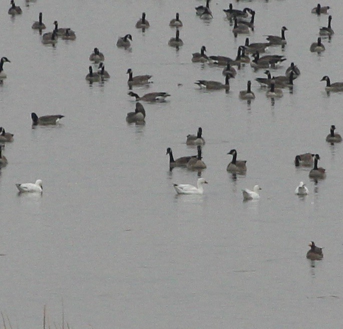 Oca delle nevi - ML645511038