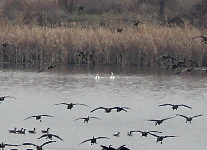 Cigno minore - ML645511044