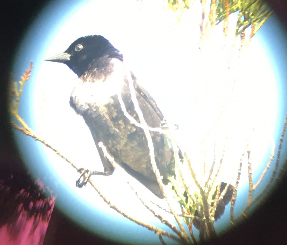 Shiny Cowbird - ML645511055