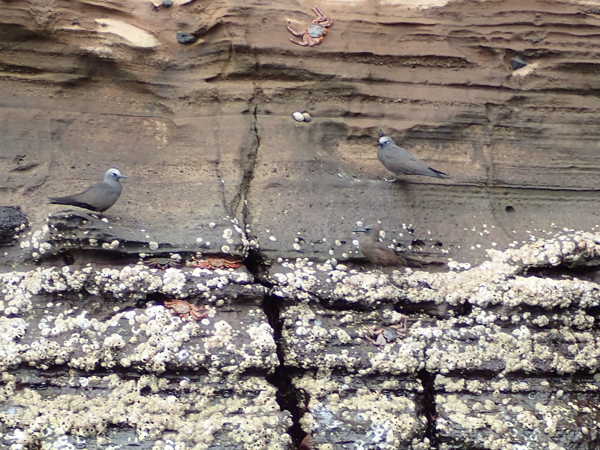 Brown Noddy - ML645511058