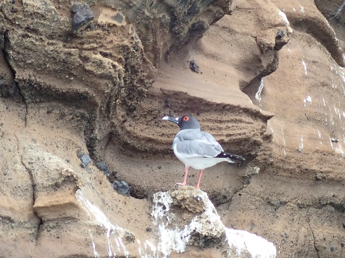 Мартин галапагоський - ML645511061