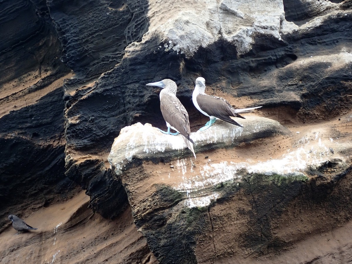 Blue-footed Booby - ML645511063