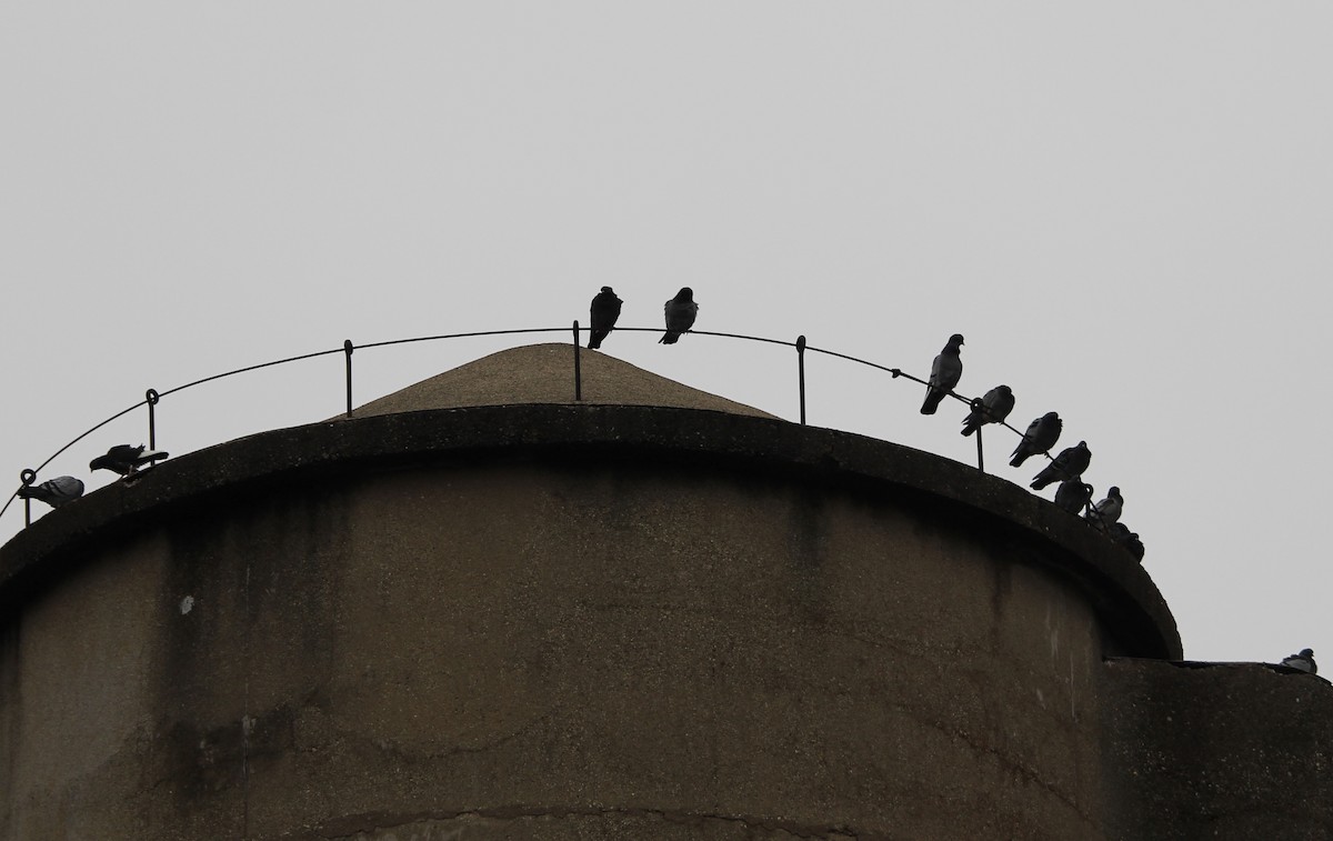 Piccione domestico - ML645511064