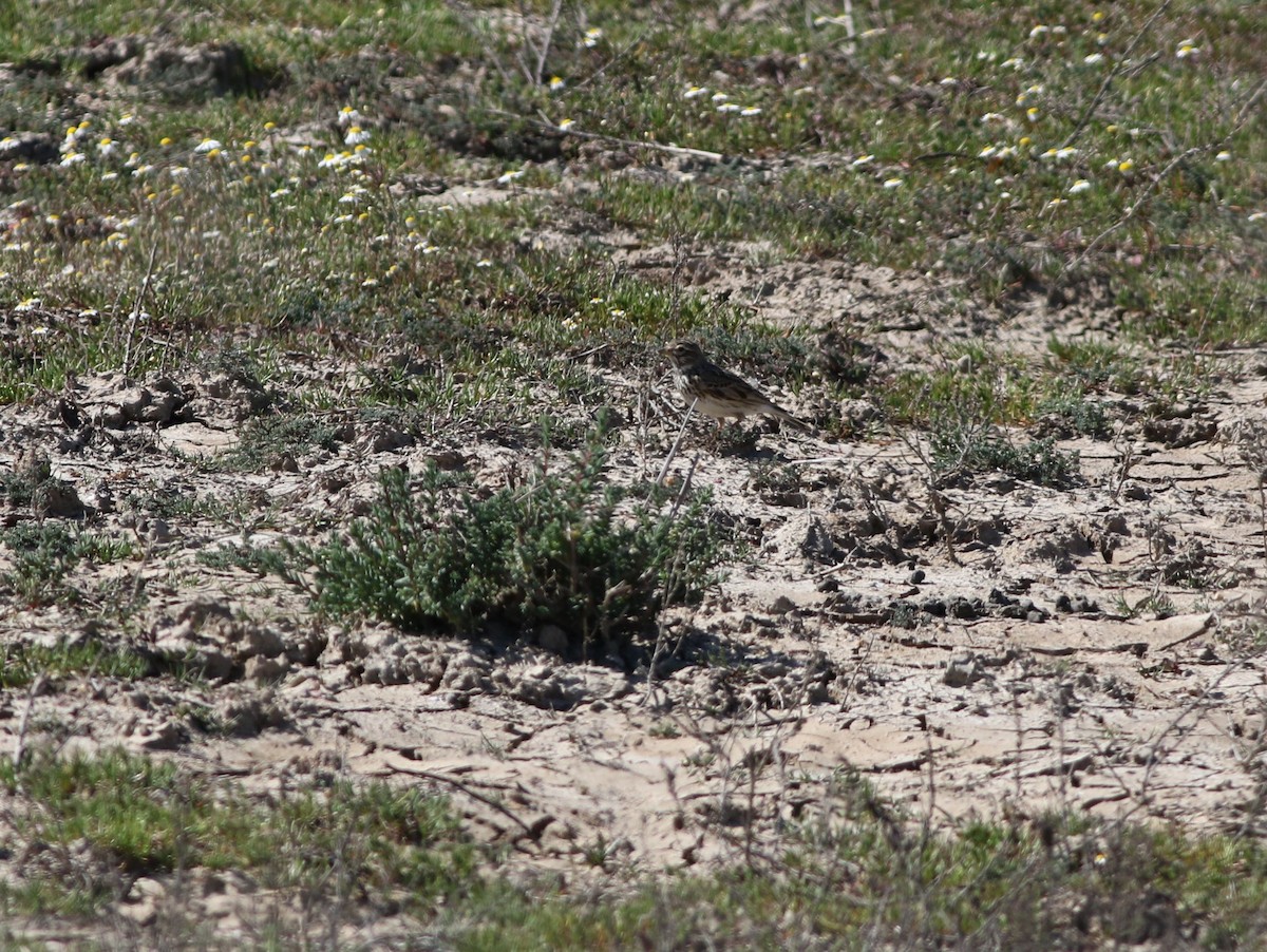 Alouette pispolette - ML645511065