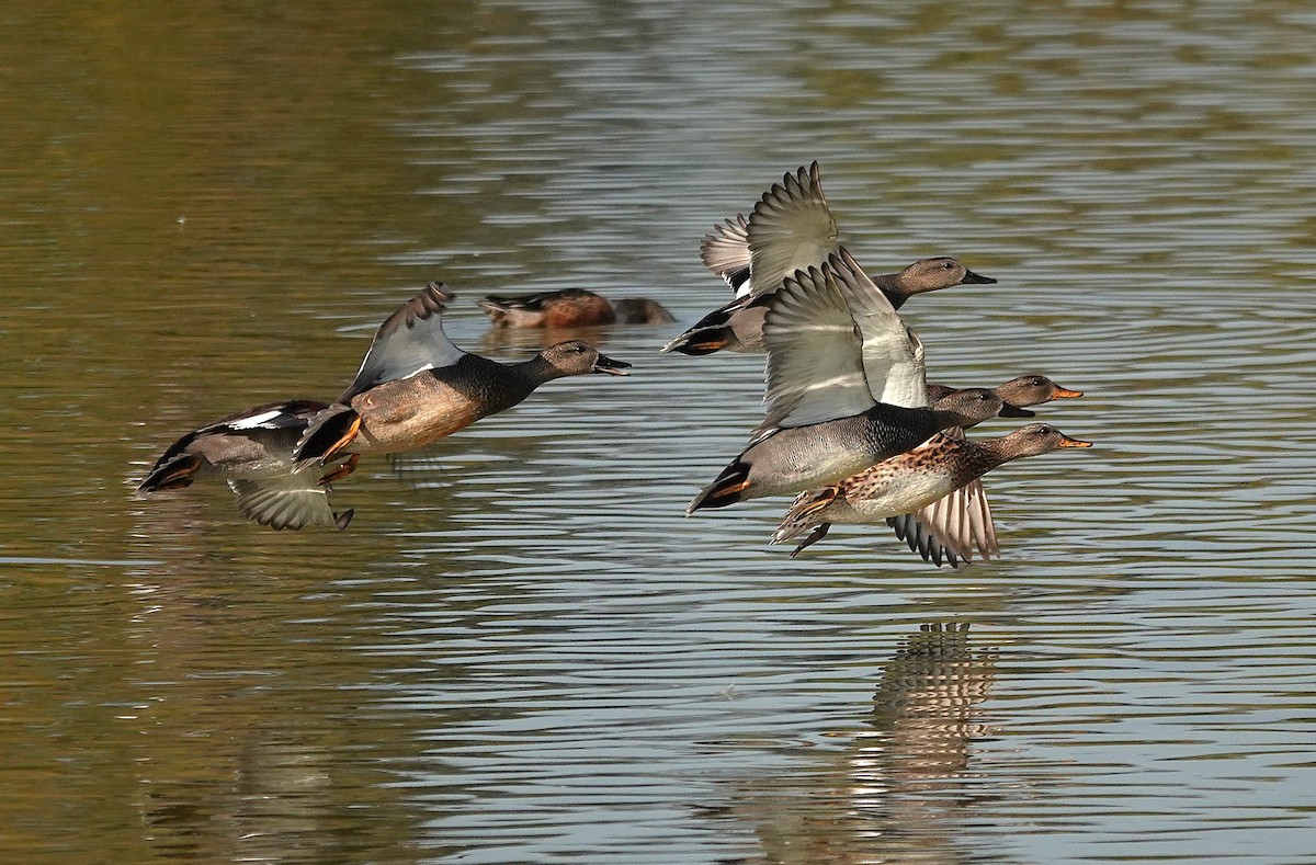 Gadwall - ML645511069