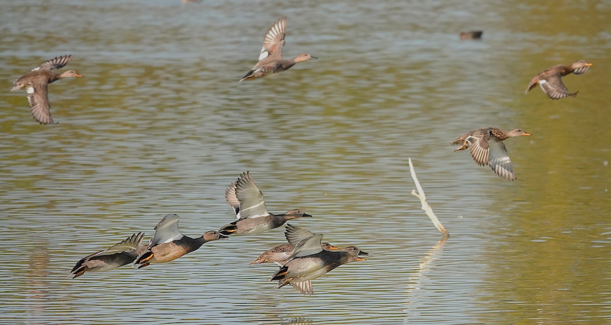 Gadwall - ML645511070