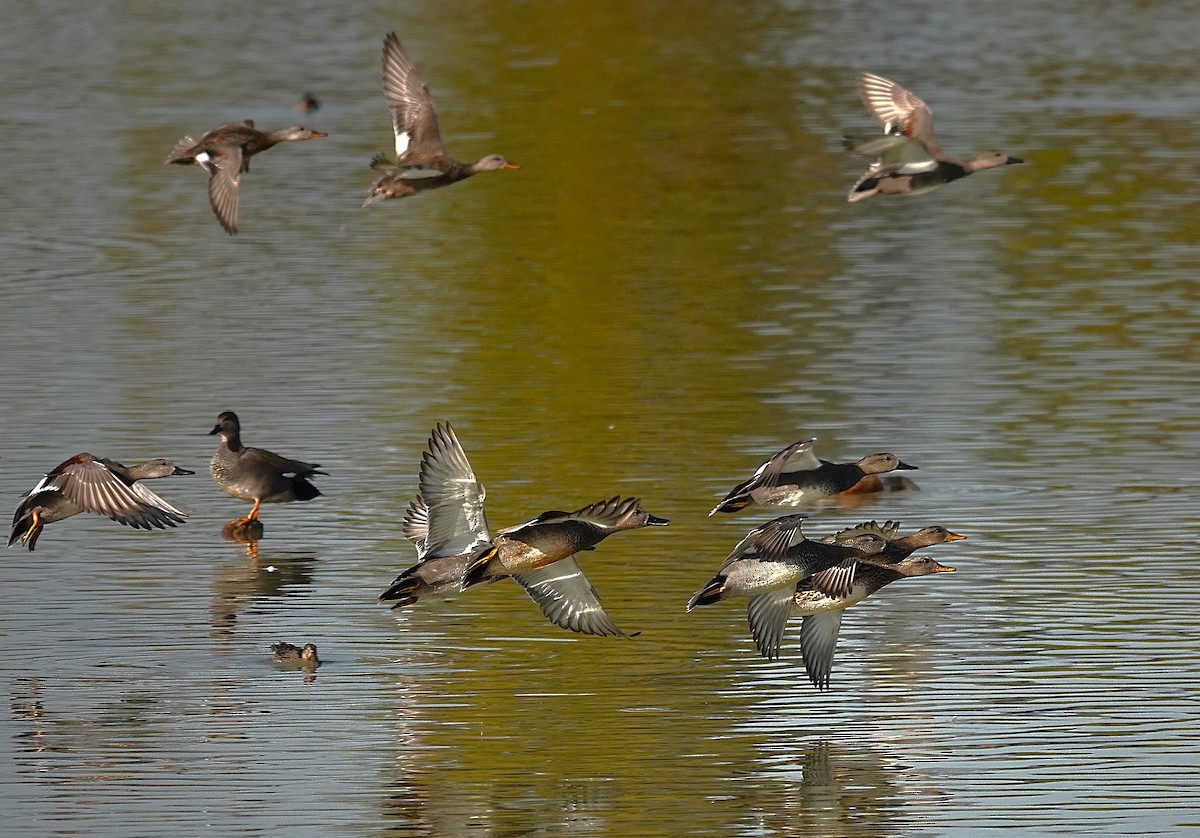 Gadwall - ML645511071