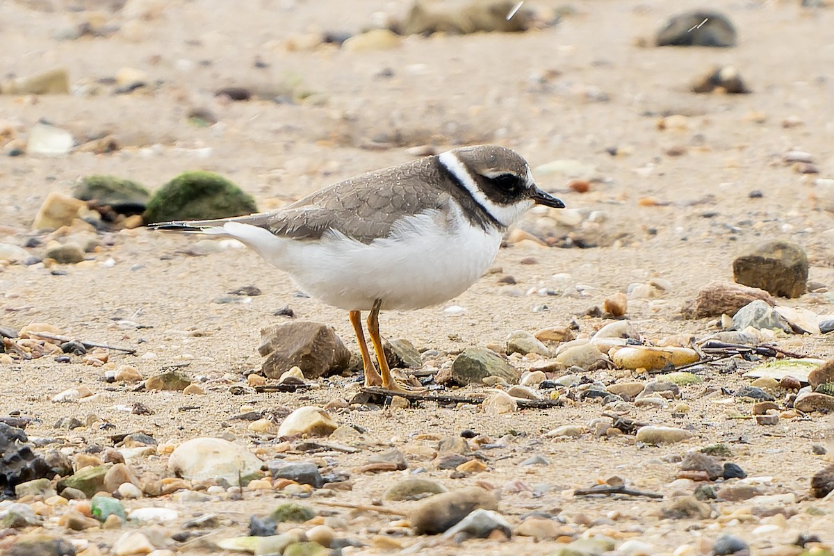Common Ringed Plover - ML645511073