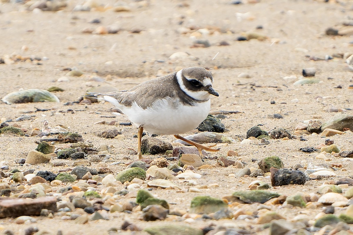 Common Ringed Plover - ML645511074