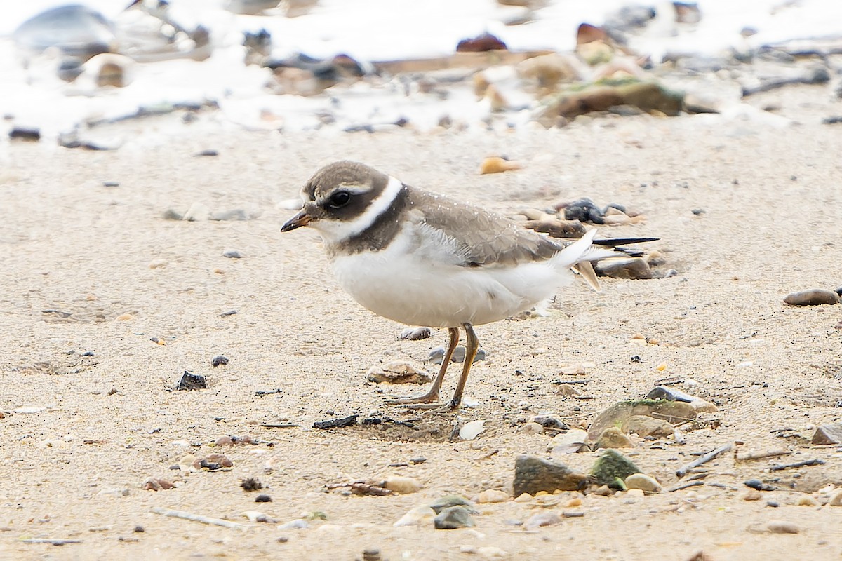 Common Ringed Plover - ML645511075