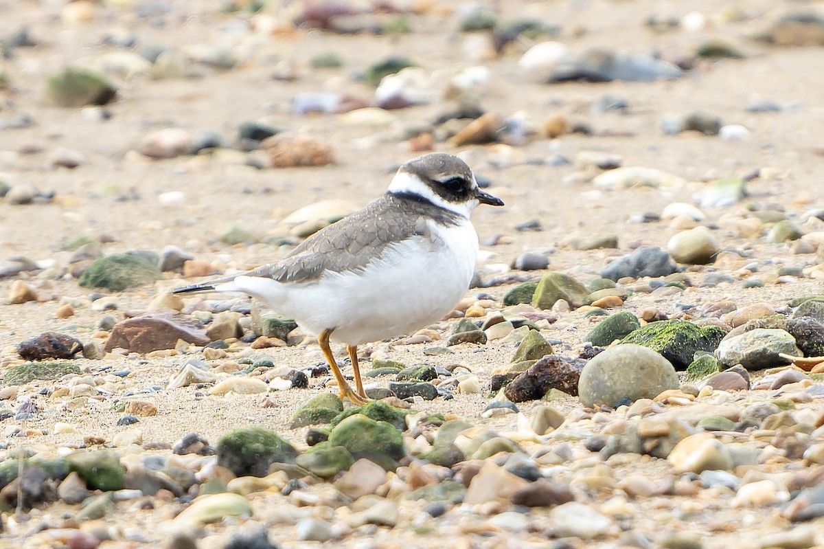 Common Ringed Plover - ML645511076