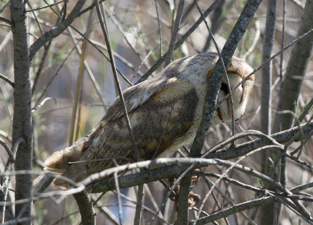 Western Barn Owl - ML645511079