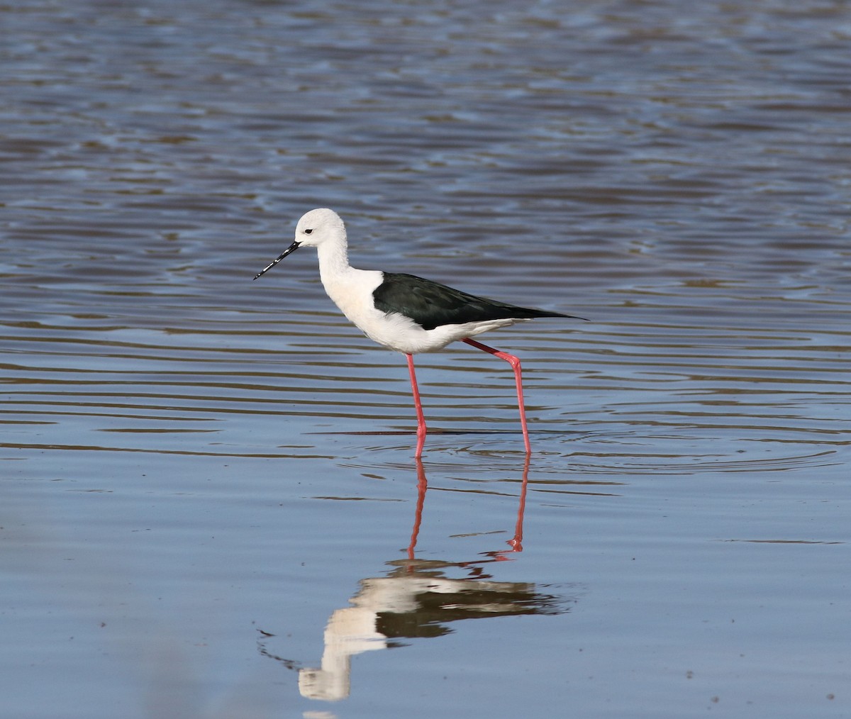 高蹺鴴 - ML645511092