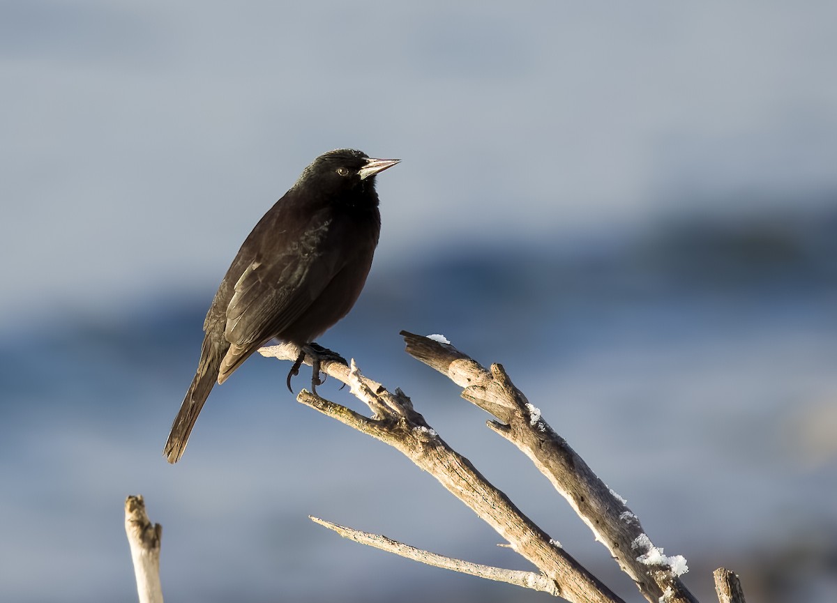 Austral Blackbird - ML645511094