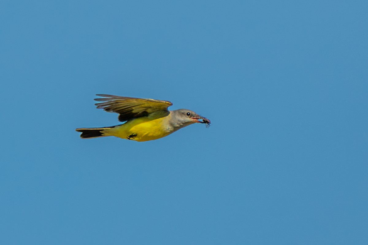 Western Kingbird - ML645511095