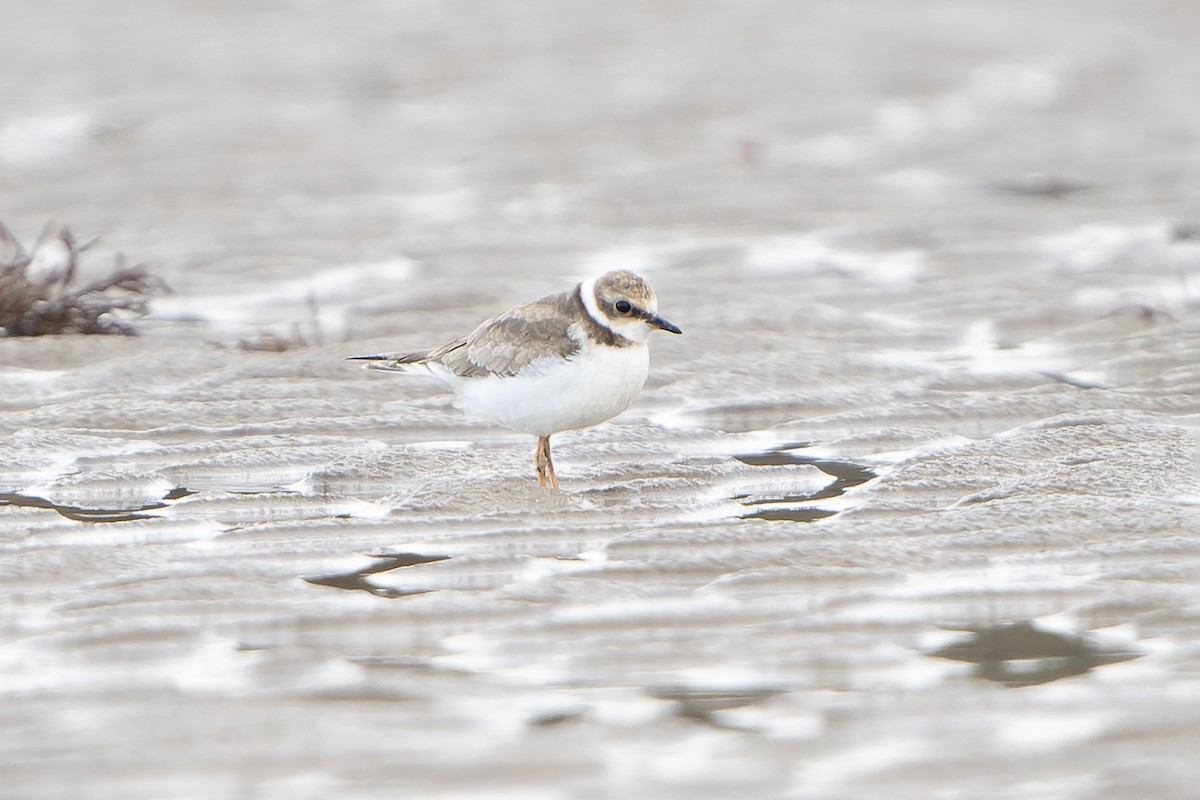 Little Ringed Plover - ML645511097
