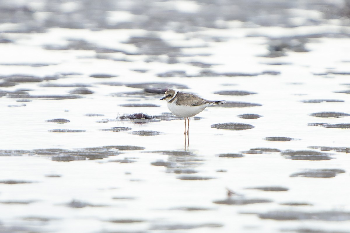Little Ringed Plover - ML645511098