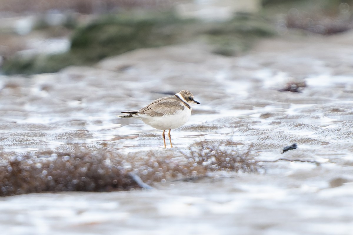 Little Ringed Plover - ML645511099