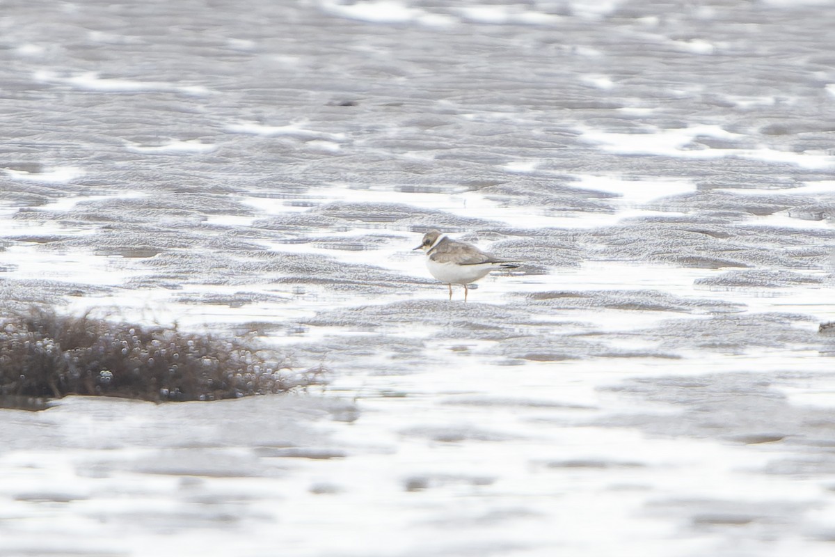 Little Ringed Plover - ML645511100