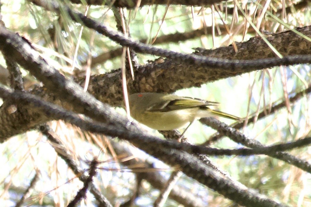 králíček americký - ML645511101