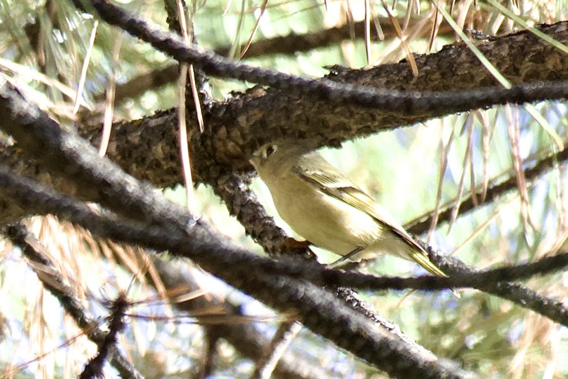 králíček americký - ML645511102