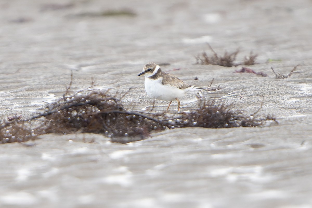 Little Ringed Plover - ML645511103