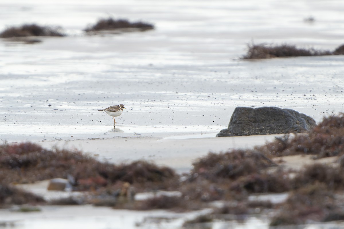 Little Ringed Plover - ML645511104
