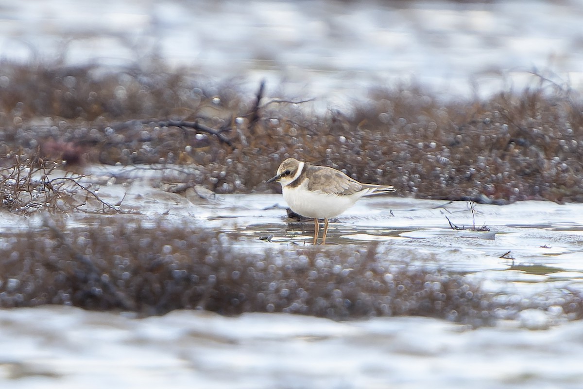 Little Ringed Plover - ML645511105