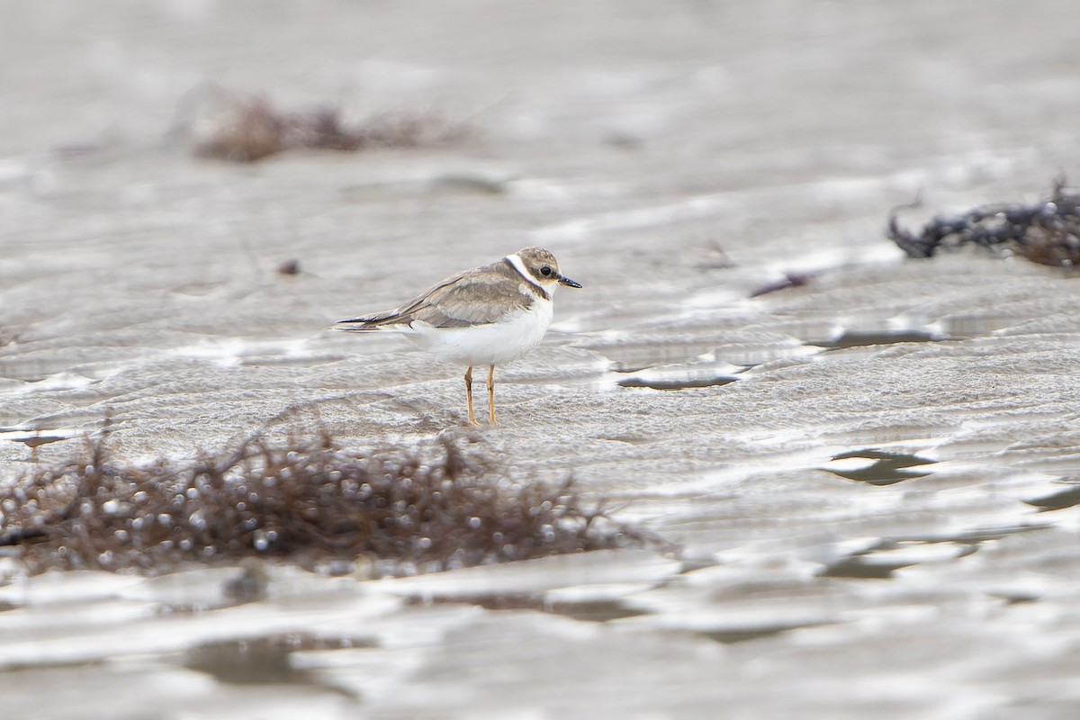 Little Ringed Plover - ML645511106
