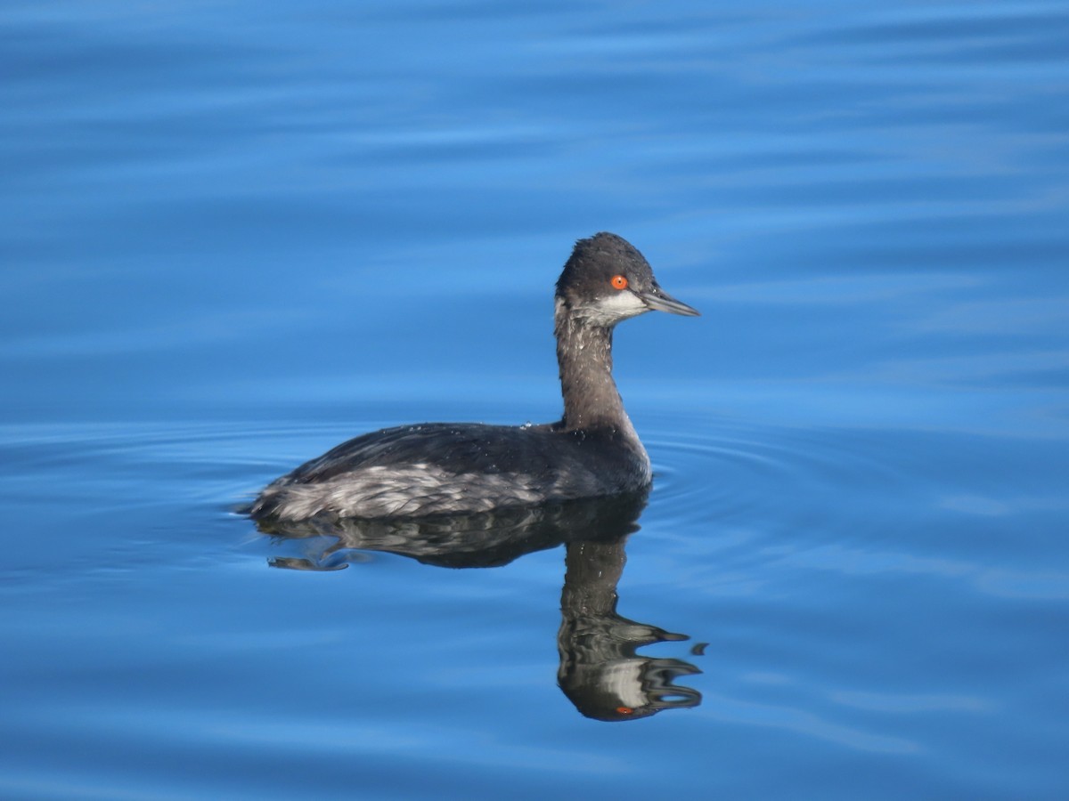 Eared Grebe - ML645511109