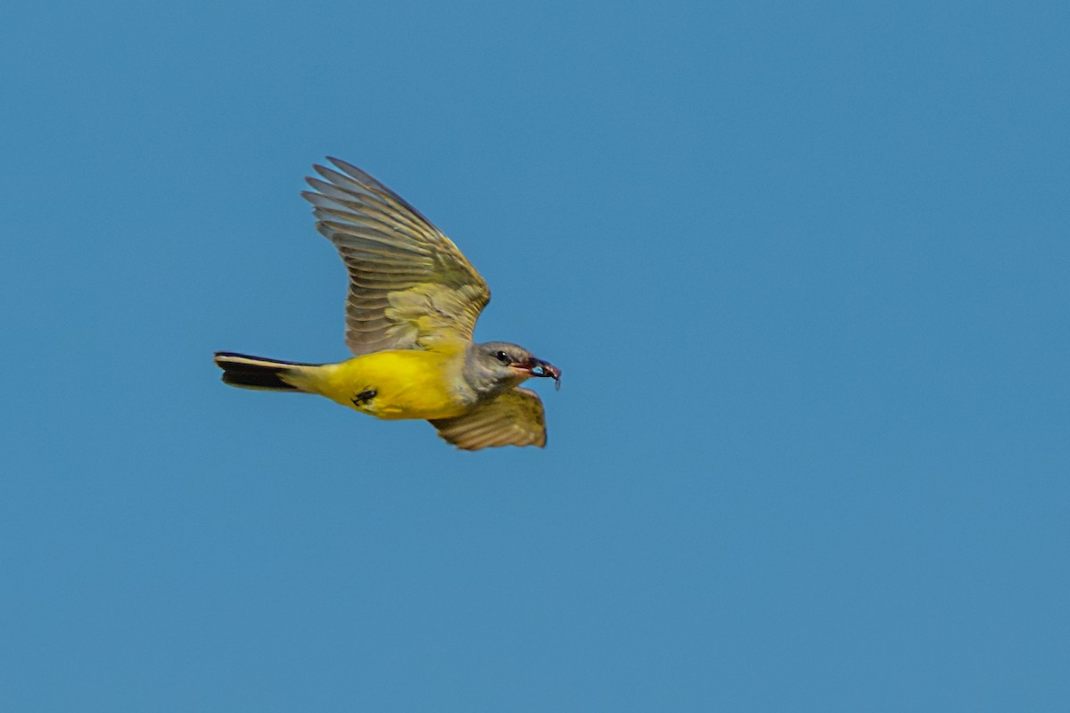 Western Kingbird - ML645511110