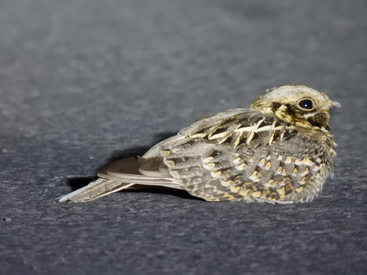 Chotacabras Hindú - ML645511115