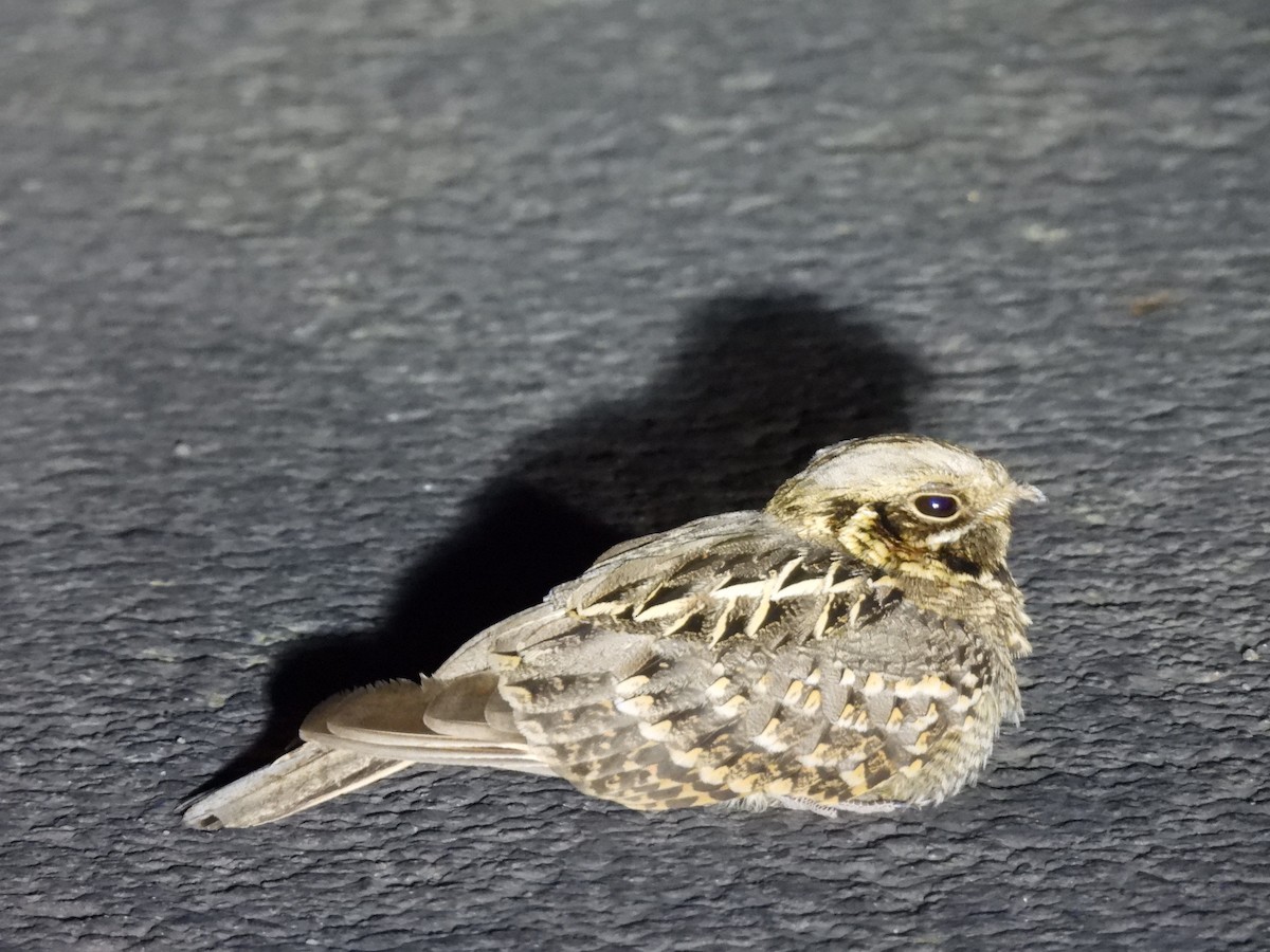 Chotacabras Hindú - ML645511117