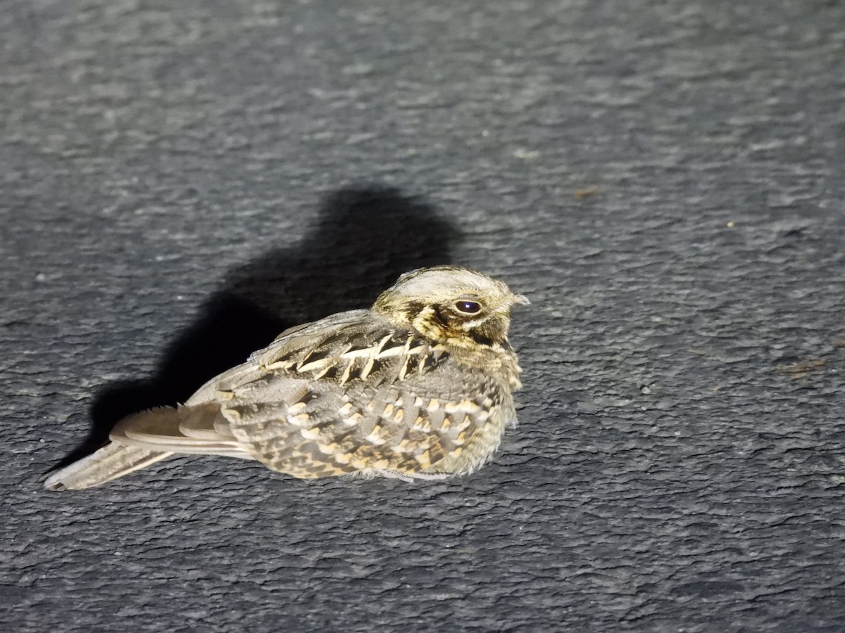 Chotacabras Hindú - ML645511118