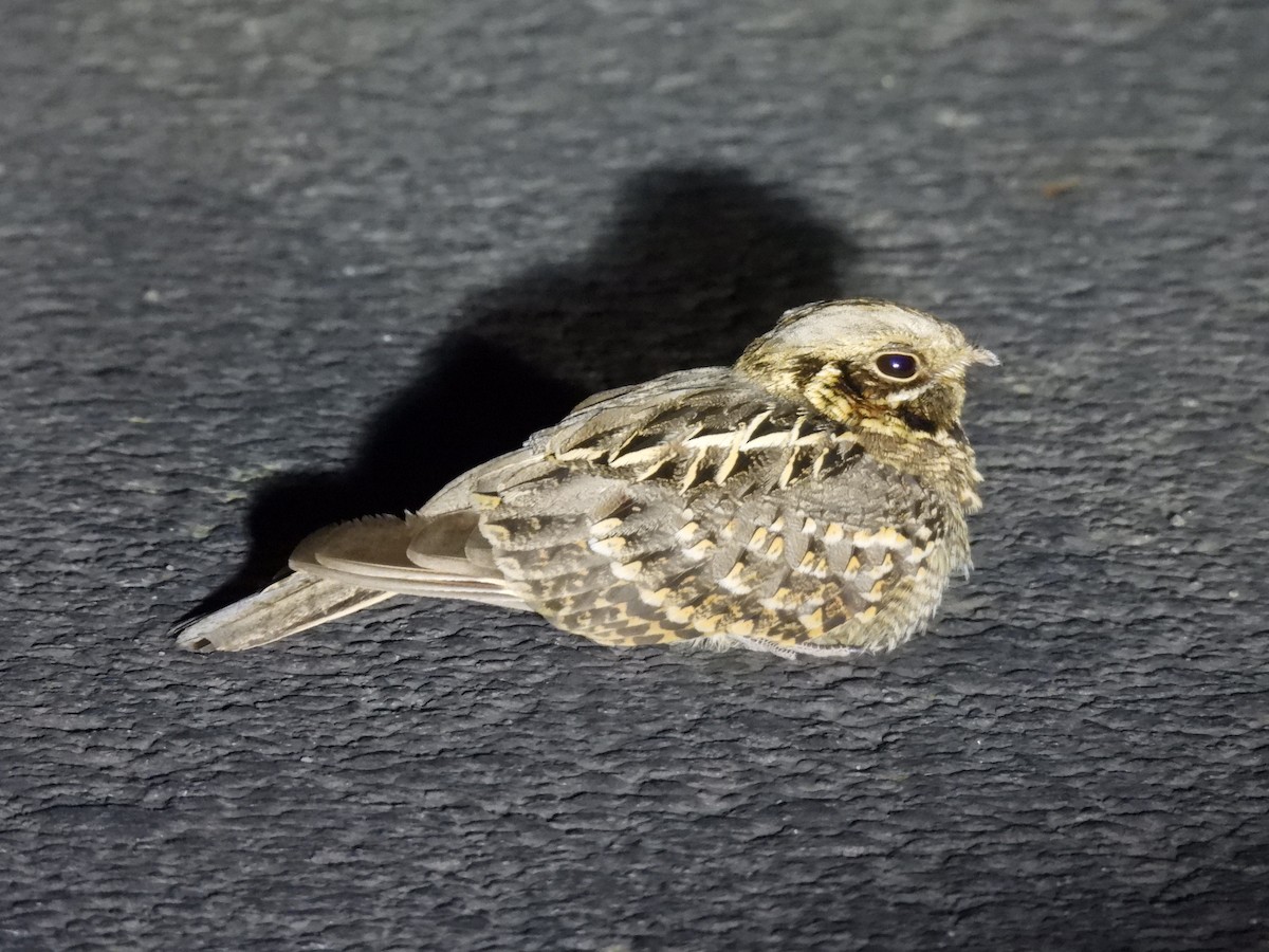 Chotacabras Hindú - ML645511119