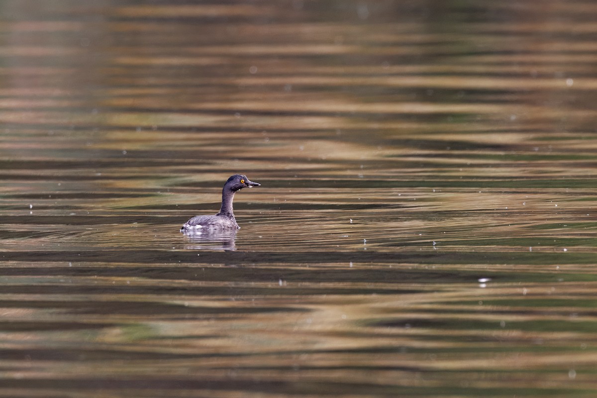 Least Grebe - ML645511126