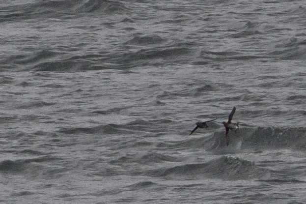 Cassin's Auklet - ML645511139