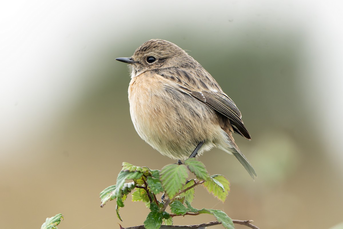 European Stonechat - ML645511154