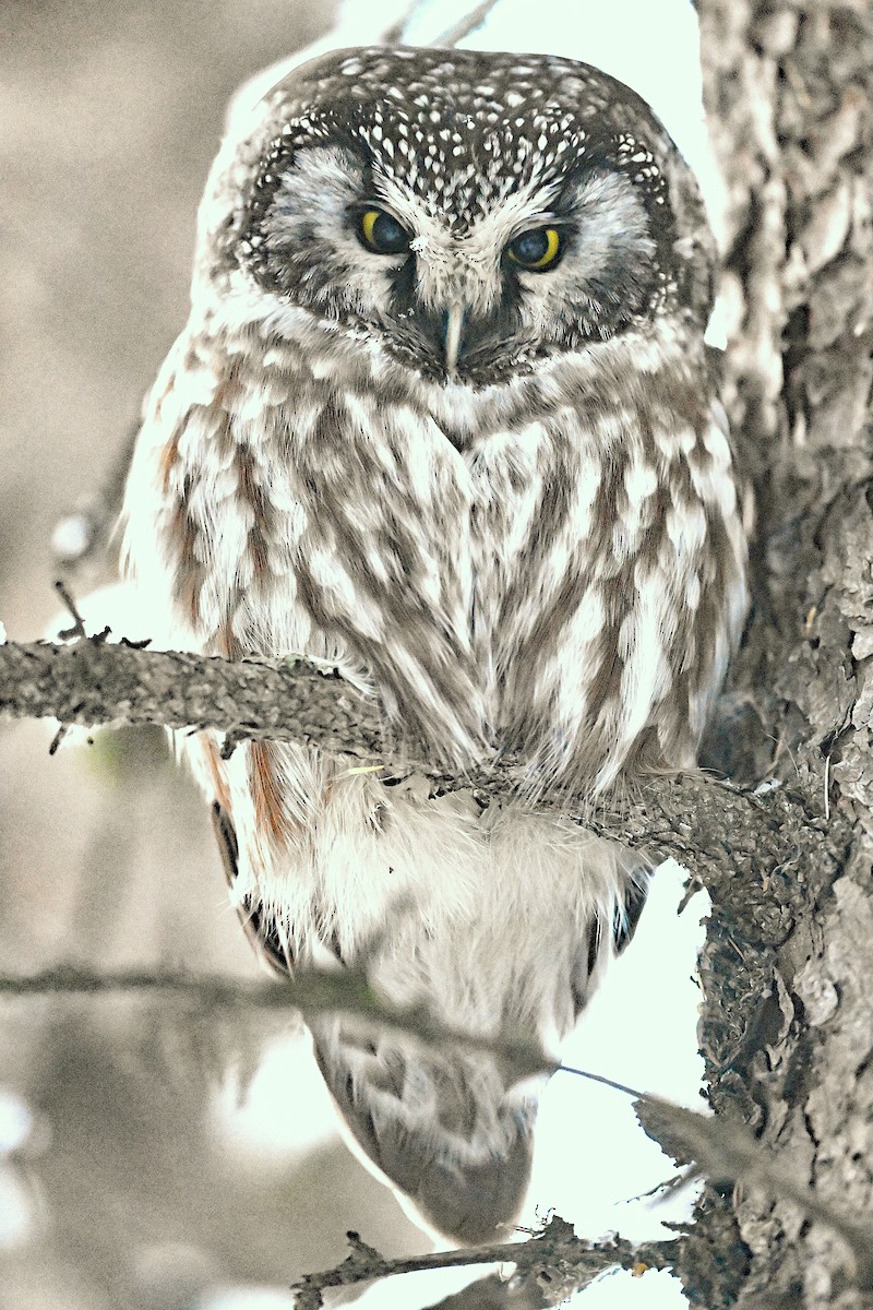 sýc rousný - ML645511163