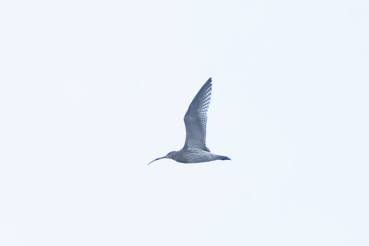 Eurasian Curlew - ML645511169
