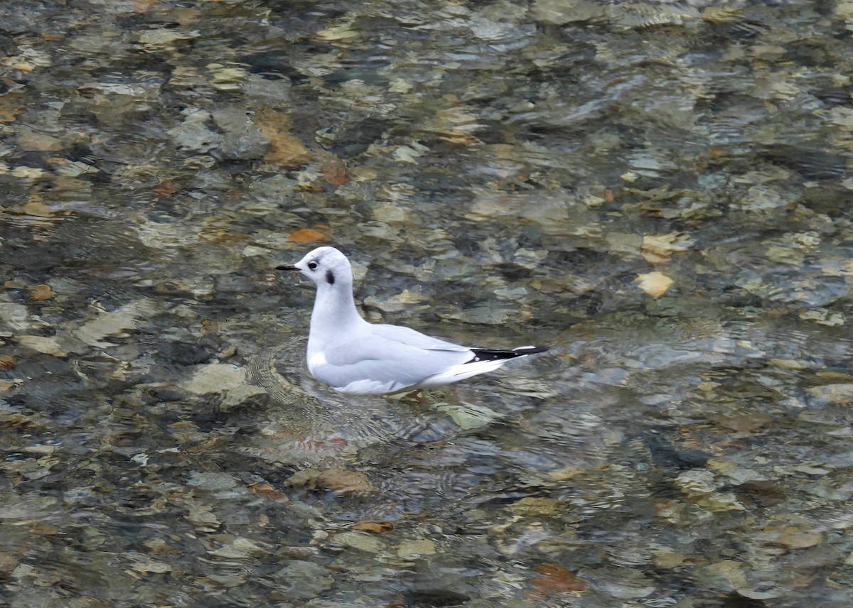 Bonaparte's Gull - ML645511180