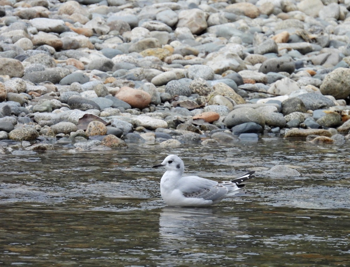 Bonaparte's Gull - ML645511181