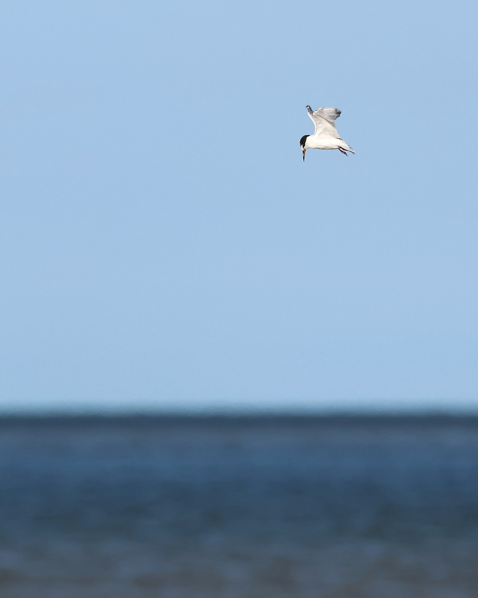 Little Tern - ML645511205
