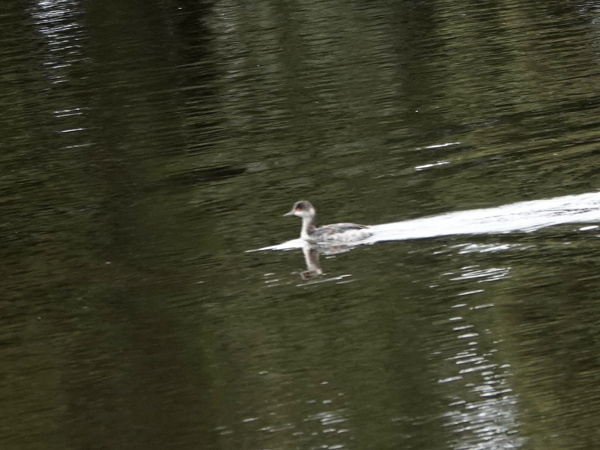Eared Grebe - ML645511209