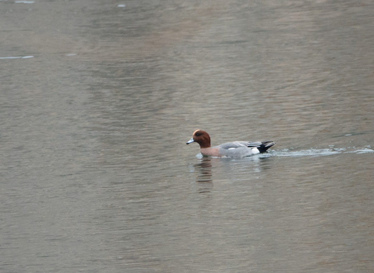 Eurasian Wigeon - ML645511222