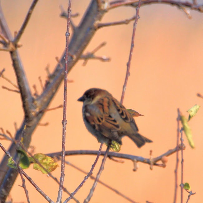 House Sparrow - ML645511230