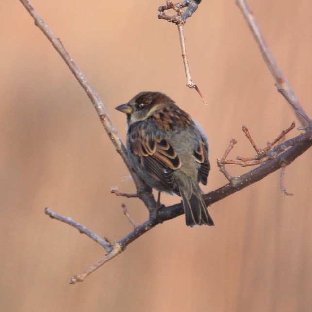 House Sparrow - ML645511231