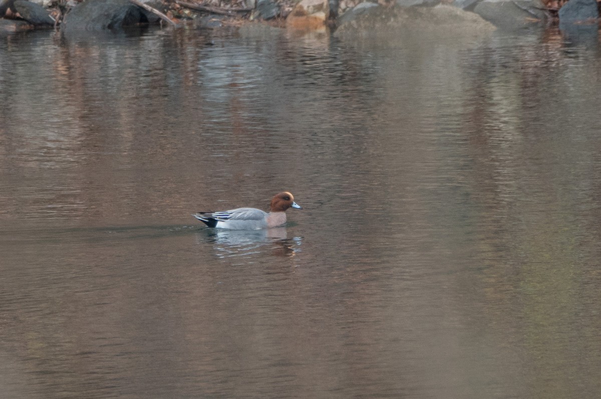 Eurasian Wigeon - ML645511237